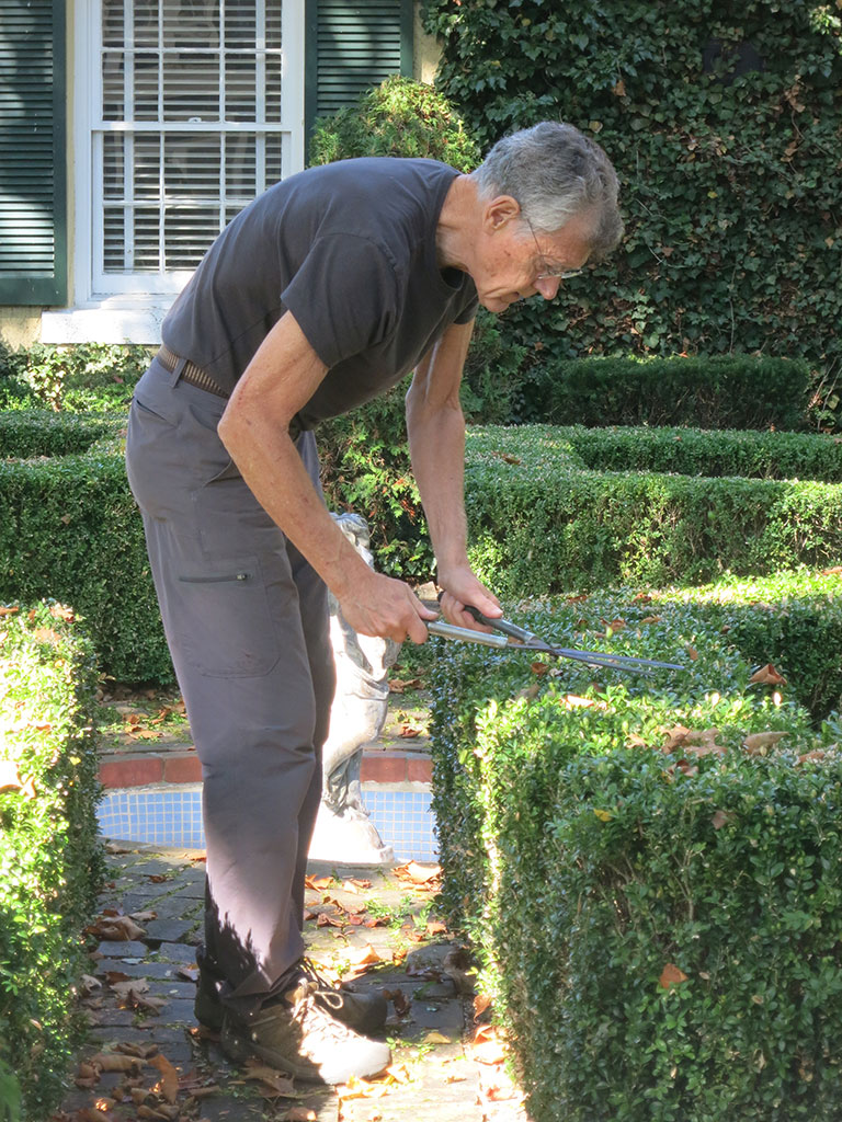 Volunteer, Avery Smith, trimming boxwood